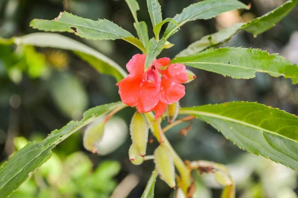 Rote Impatiens Balsamina Blume Naturgarten — Stockfoto
