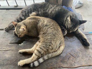 Kumaşta sevimli tekir kedi