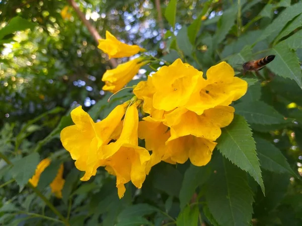 Żółty Tecoma Stans Kwiat Ogrodzie Natury — Zdjęcie stockowe