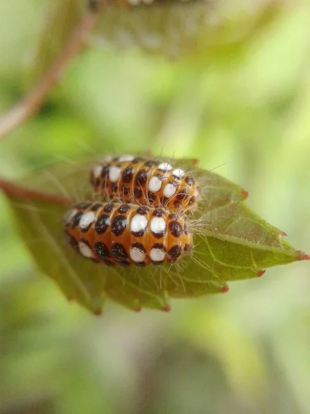 Worm Groene Klimop Macro — Stockfoto