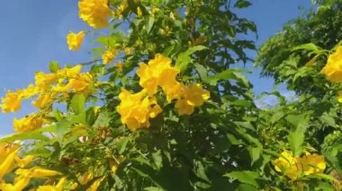 Sarı Tecoma, doğa bahçesinde çiçek açıyor.