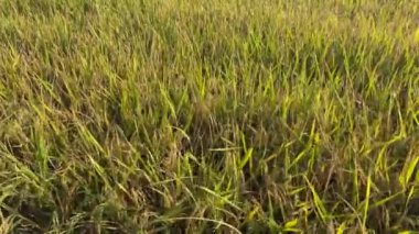Tayland 'da pirinç tarlası