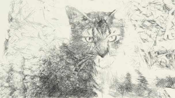 Disegno Arte Bianco Nero Simpatico Gatto Tabby — Video Stock