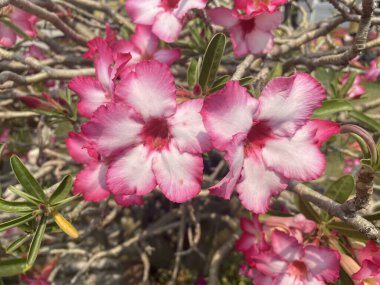 Doğa bahçesinde pembe Adenyum obesum çiçeği