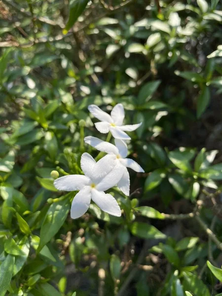 Wrightia Fleur Dans Jardin Nature — Photo