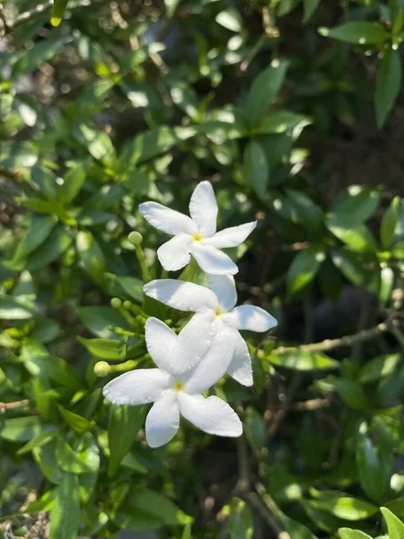 Wrightia Flor Jardín Naturaleza —  Fotos de Stock