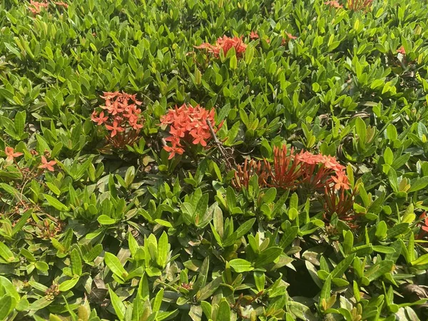 Ixora Flower Nature Garden — Stock Photo, Image