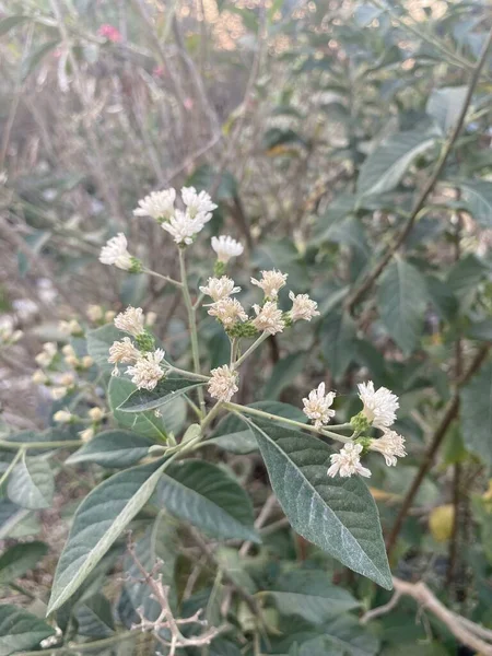 Bitterleaf Tree Flower Nature Garden — Stock Photo, Image