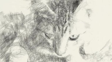 Güzel tekir kedilerin siyah beyaz çizimleri