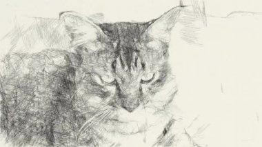 Güzel tekir kedilerin siyah beyaz çizimleri