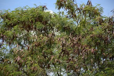 Taze yeşil lucaena glauc yaprakları doğa bahçesinde