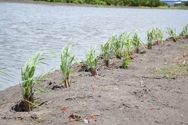 Färsk Grön Cymbopogon Citratus Växt Naturen Trädgård — Stockfoto