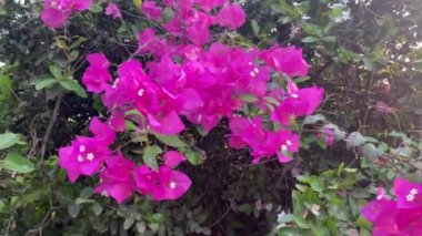 Doğa bahçesinde pembe Bougainvillea çiçeği