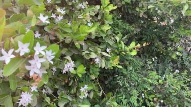 Bahçedeki beyaz karonda çiçeği