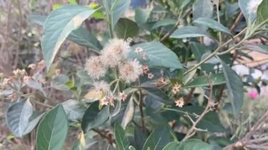 Bitterleaf ağacı çiçeği doğa bahçesinde