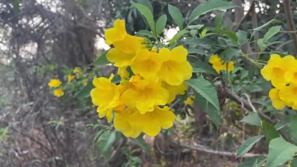 Žlutá Tecoma Stánky Květ Zahradě Přírody — Stock video