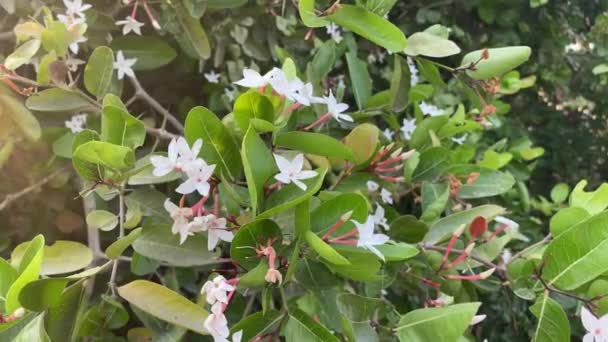 Flor Karonda Blanca Jardín — Vídeos de Stock