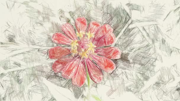 Dessin Art Couleur Fleur Zinnia Rouge — Video