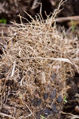 Yerdeki kuru limon otu kökü.