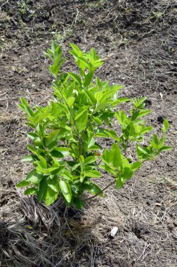 Doğa bahçesinde taze yeşil kireç ağacı