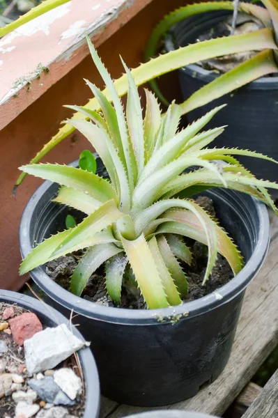 Giovane Frutta Ananas Nel Giardino Naturale — Foto Stock