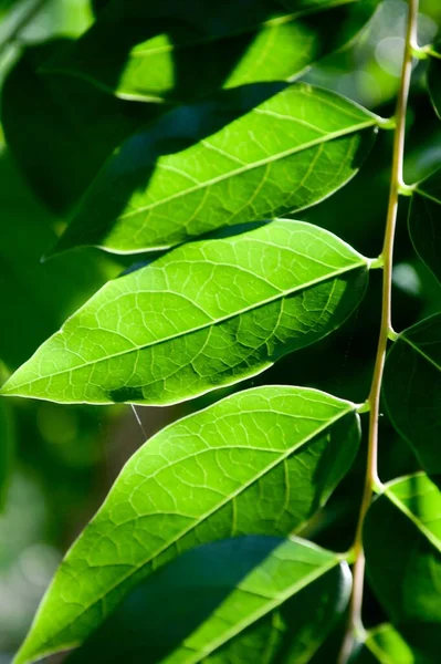 Frischer Grüner Stachelbeerbaum Garten — Stockfoto
