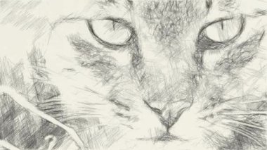 Güzel tekir kedilerin siyah beyaz çizimleri