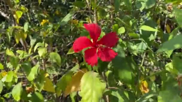 自然園の赤いハイビスカスの花 — ストック動画