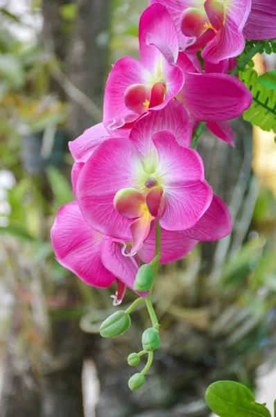 Orchideenblume Naturgarten — Stockfoto
