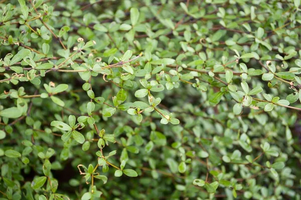 Ocimum Basilicum Pflanze Naturgarten — Stockfoto