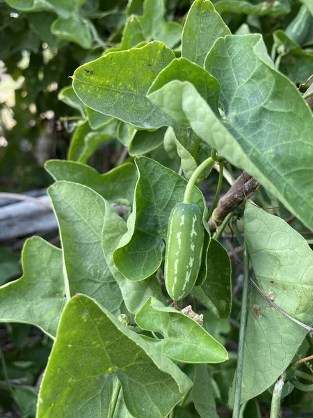 Vert Frais Ivy Gourde Dans Jardin — Photo