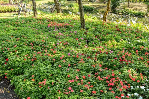 Blumengarten Land Thailand — Stockfoto