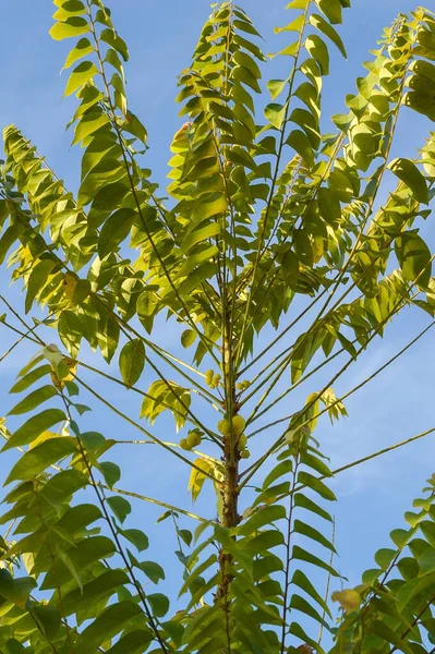 园中的新鲜绿星醋栗树 — 图库照片