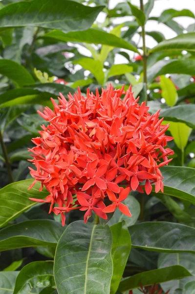 Ixora Fiore Rosso Nel Giardino Naturale — Foto Stock