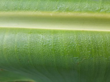 taze yeşil muz yaprağı dokusu