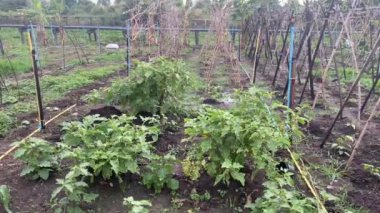 Doğa bahçesinde uzun fasulye