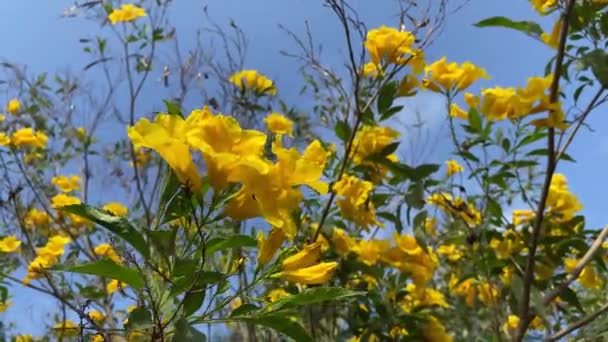 Amarillo Tecoma Stans Flor Jardín Naturaleza — Vídeos de Stock