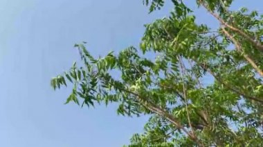 Doğanın bahçesinde bir ağaç.