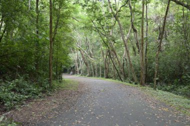 Chonburi, Tayland 'da ormanda yol.