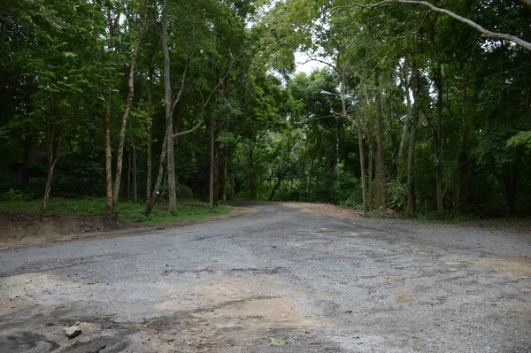 Road Forest Chonburi Thailand — Stock Photo, Image