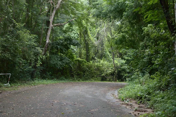 泰国Chonburi森林中的道路 — 图库照片