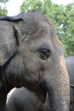 Doğa bahçesindeki fili kapatın.