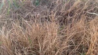 Yerdeki kuru otlar.