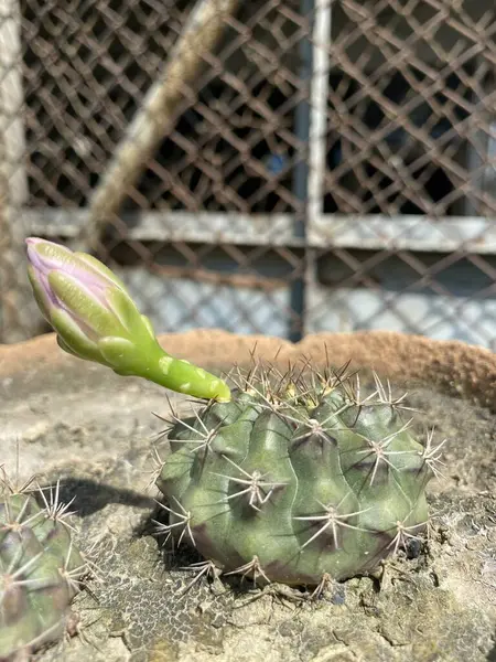 Fleur Cactus Dans Jardin Naturel — Photo