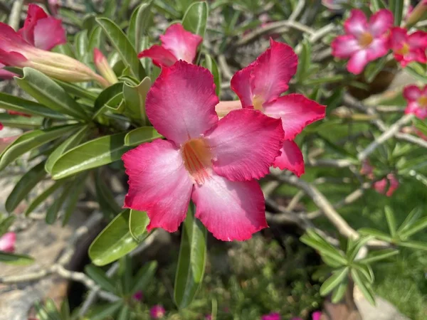 Rosa Adenium Obesum Flor Jardim Natureza — Fotografia de Stock