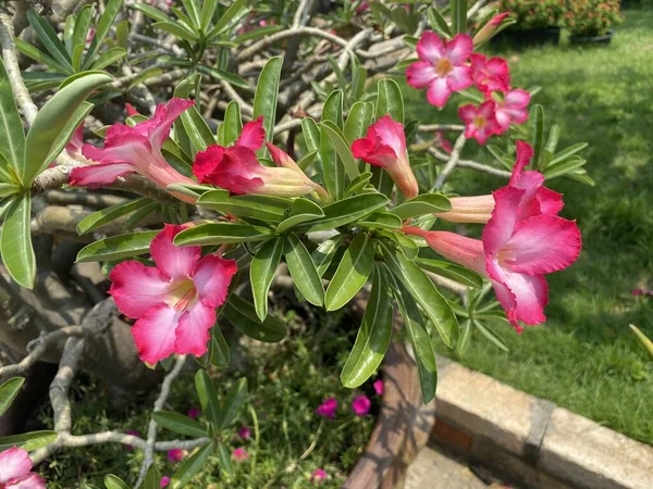 Rose Adenium Obesum Fleur Dans Jardin Naturel — Photo