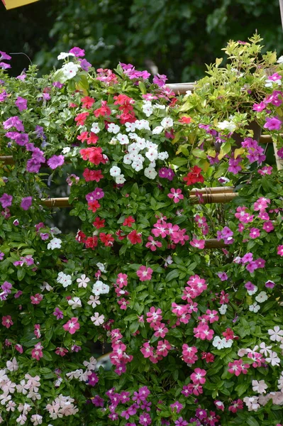 Rosa Catharanthus Roseus Flor Jardim Natureza — Fotografia de Stock