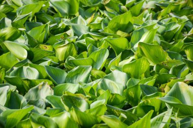 Doğa bahçesinde taze yeşil su sümbülü bitkisi