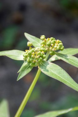 Doğa bahçesinde öforbi heterofilla çiçeği