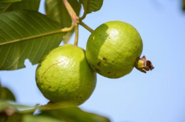 Meyve bahçesinde yeşil guava